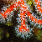 corallo-rosso-corallium-rubrum